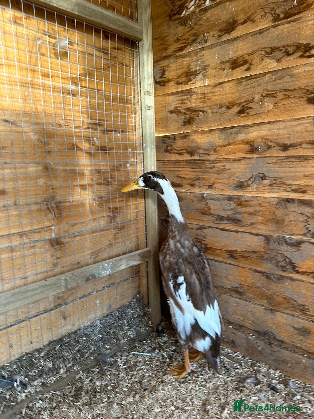 Ducks poultry for sale: Stunning fawn and white runner ducks  - Image 3