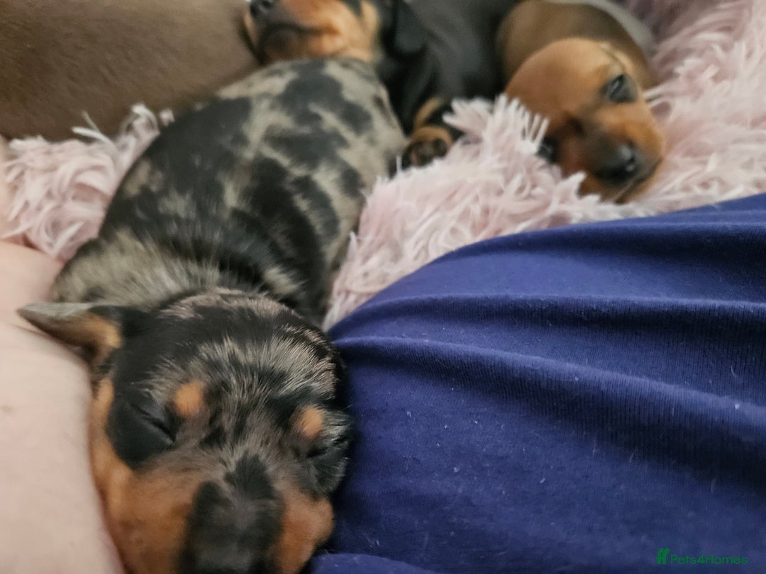 Dachshund dogs for sale: Dashound puppies for sale.  - Image 10