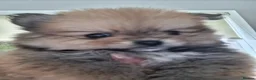 Pomeranian dogs for sale: 5 Beautiful pomeranian puppies in Durham - Advert 6