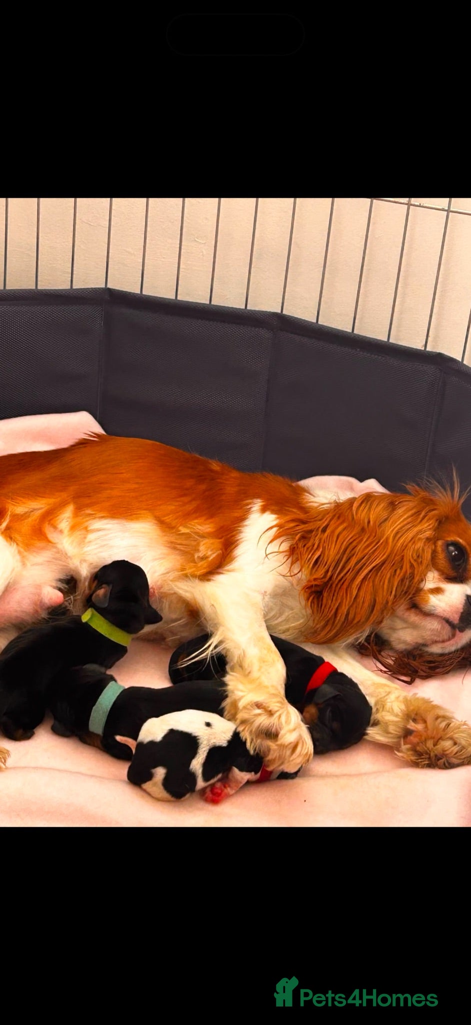 Mixed Breed dogs Cavalier King Charles x Mini daschund  - Advert 1