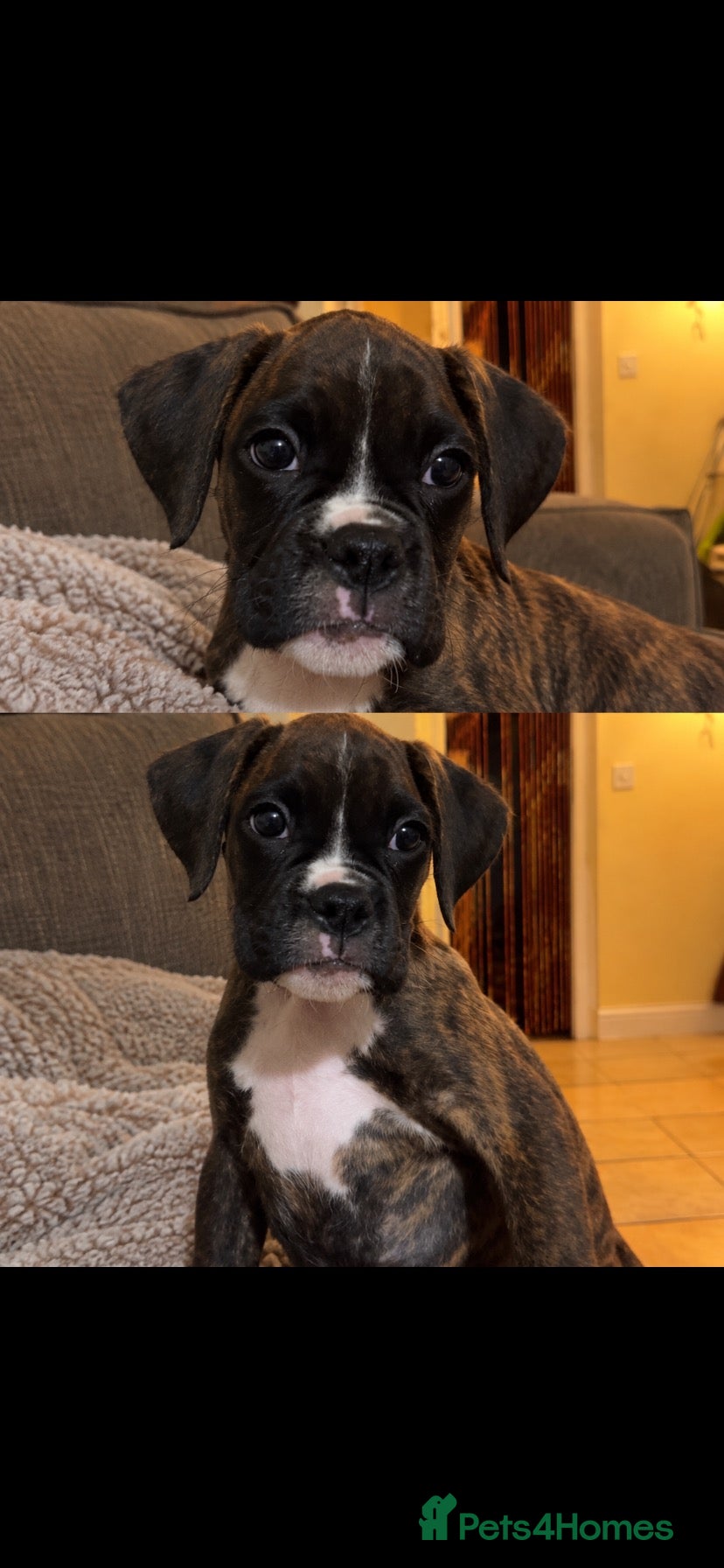 Boxer dogs KC Registered Boxer Puppies - health tested - Advert 1