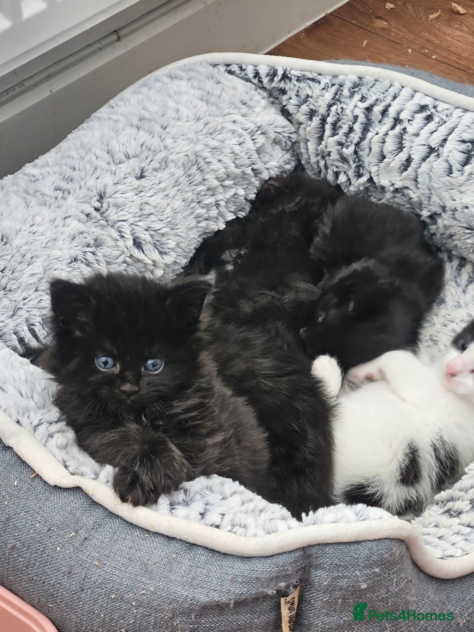 Mixed Breed cats Mixed maincoon kittens - Advert 13