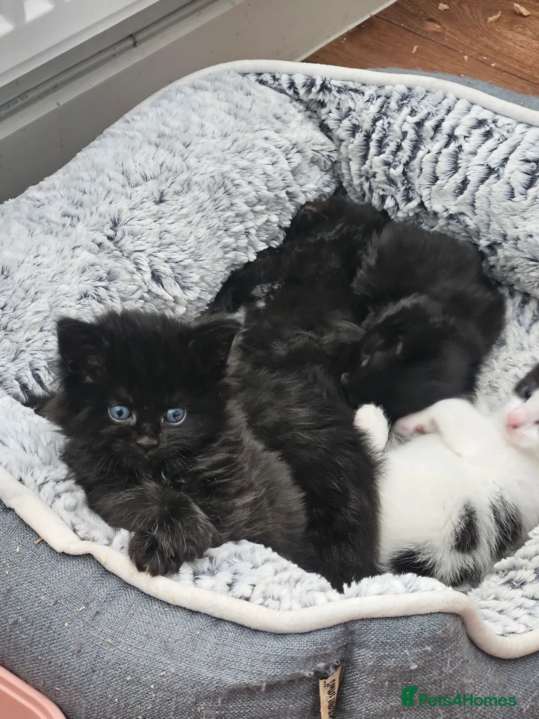 Mixed Breed cats for sale: Mixed maincoon kittens - Advert 1