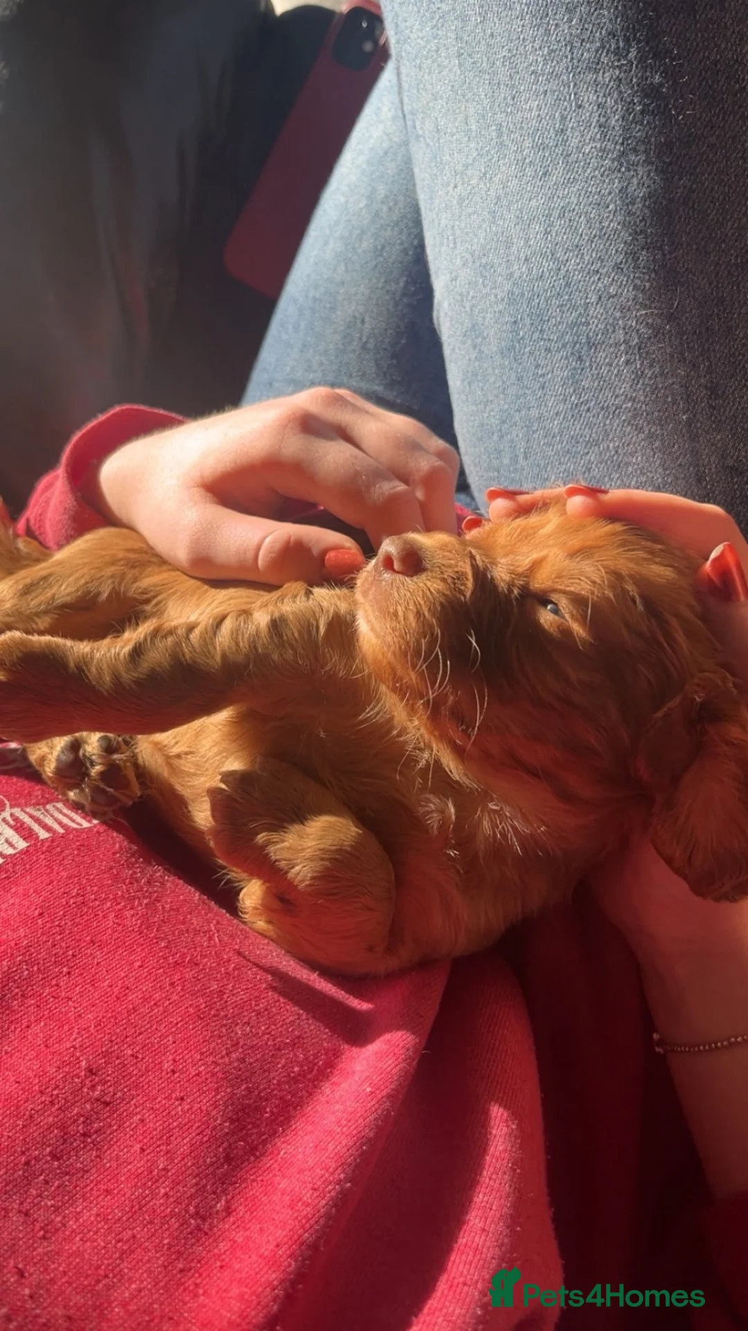 Cocker Spaniel dogs for sale: Working cocker spaniel puppies  - Advert 5