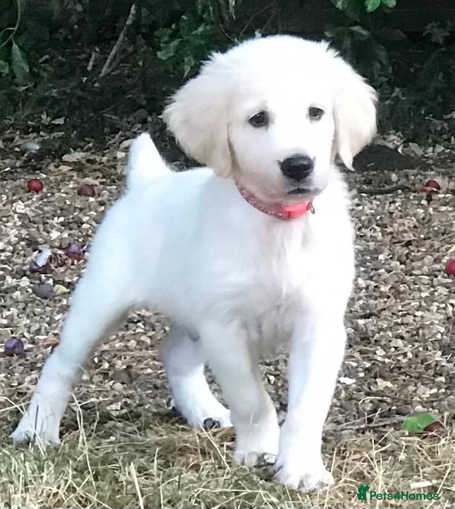 Golden Retriever dogs Championship lines puppies - Advert 1