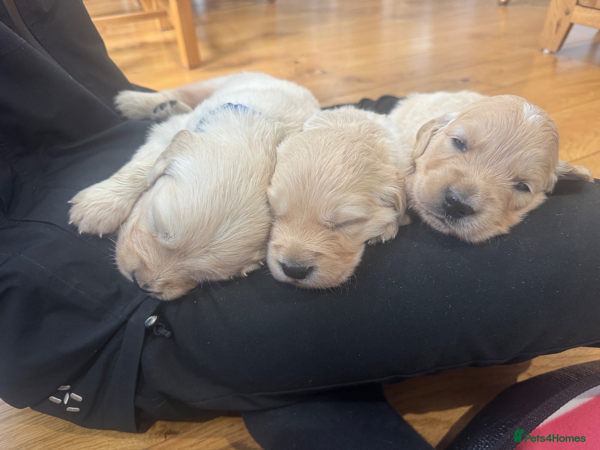 Golden Retriever dogs Golden retriever Maggie and Mack (Bryn Bach) - Advert 2