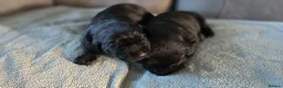 Labrador Retriever dogs for sale: Adorable Labrador Puppies for Sale! - Advert 9