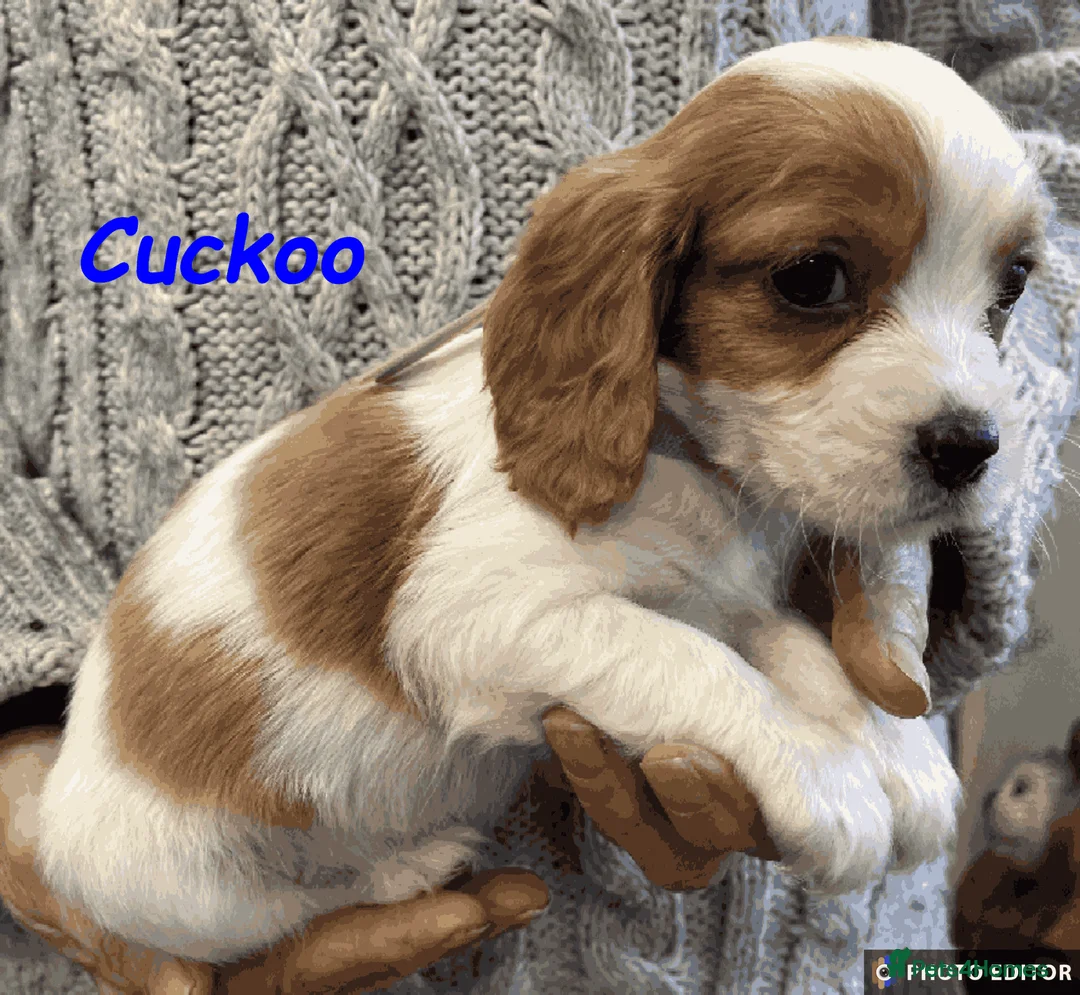 Cockalier dogs for sale: Adorable Cockalier Puppies - Advert 10