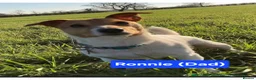 Jack Russell dogs for sale: Jack Russell Puppies - Ready June 3rd - Advert 3