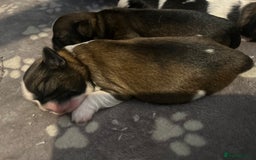 Shih Tzu dogs for sale: Beautiful shih Tzu puppies for sale  - Image 7