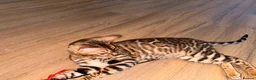 Bengal cats for sale: Stunning TICA registered Bengal boy  - Advert 3