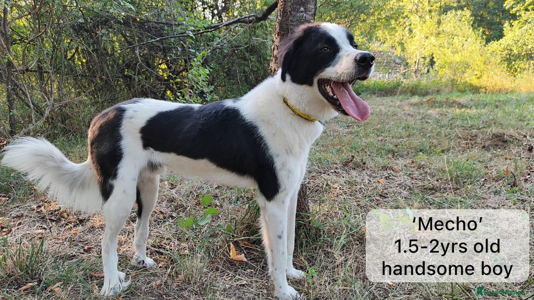 Mixed Breed dogs for adoption: Mecho, 1.5-2 yrs old. Available for adoption. - Image 11