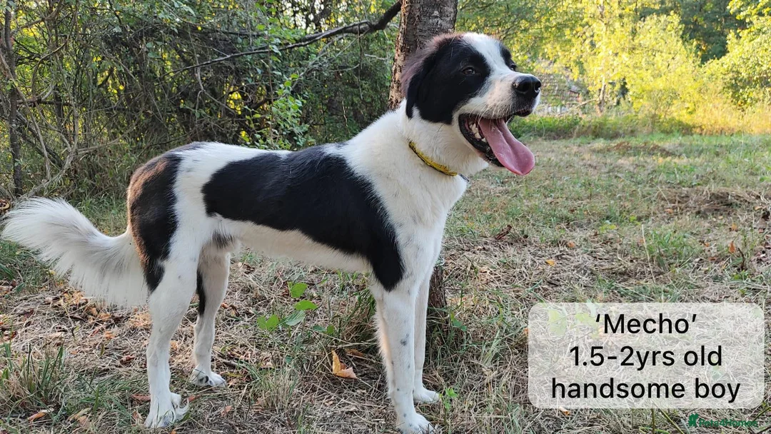 Mixed Breed dogs for adoption: Mecho, 1.5-2 yrs old. I adopted . - Advert 19