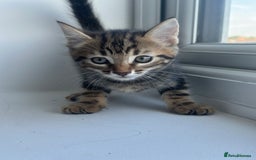 Mixed Breed cats for sale: Selling 3 beautiful kittens which are 7 weeks old  - Image 2