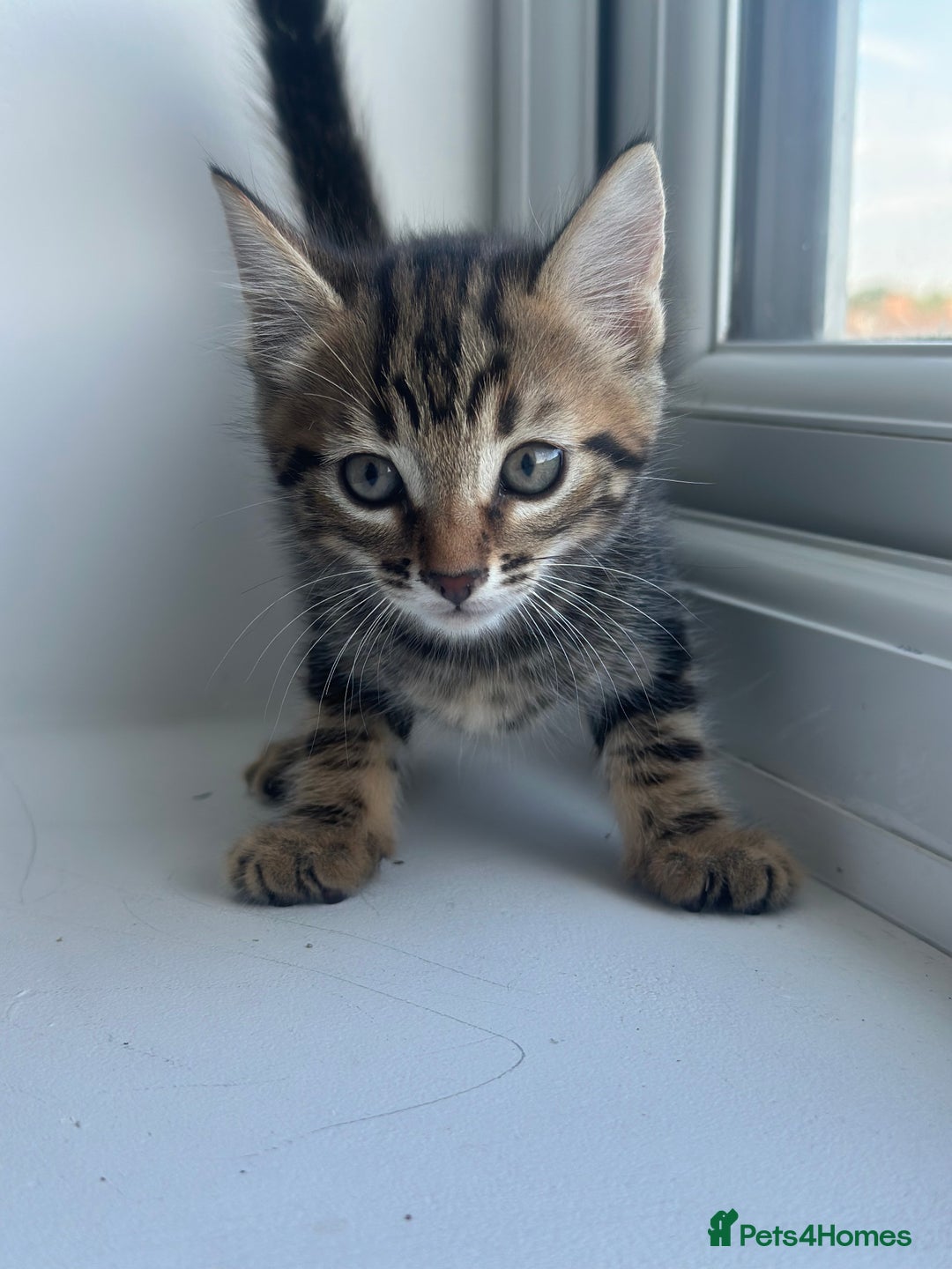 Mixed Breed cats for sale: Selling 3 beautiful kittens which are 7 weeks old  - Image 2