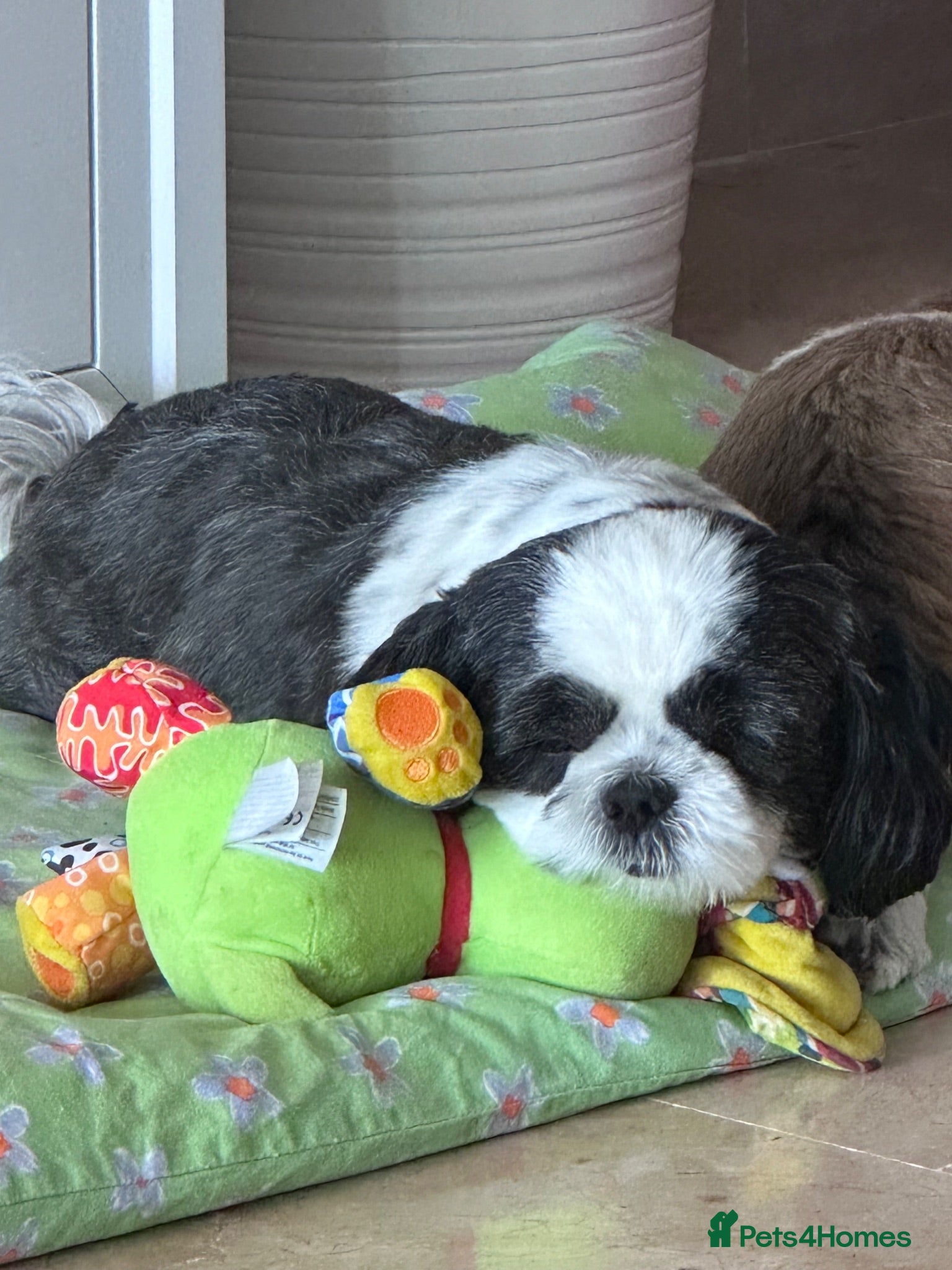 Shih Tzu dogs Stunning Shih Tzu  - Advert 1
