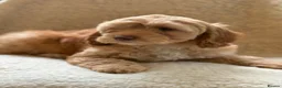Cockapoo dogs for sale: Apricot Cockapoo's - Advert 4