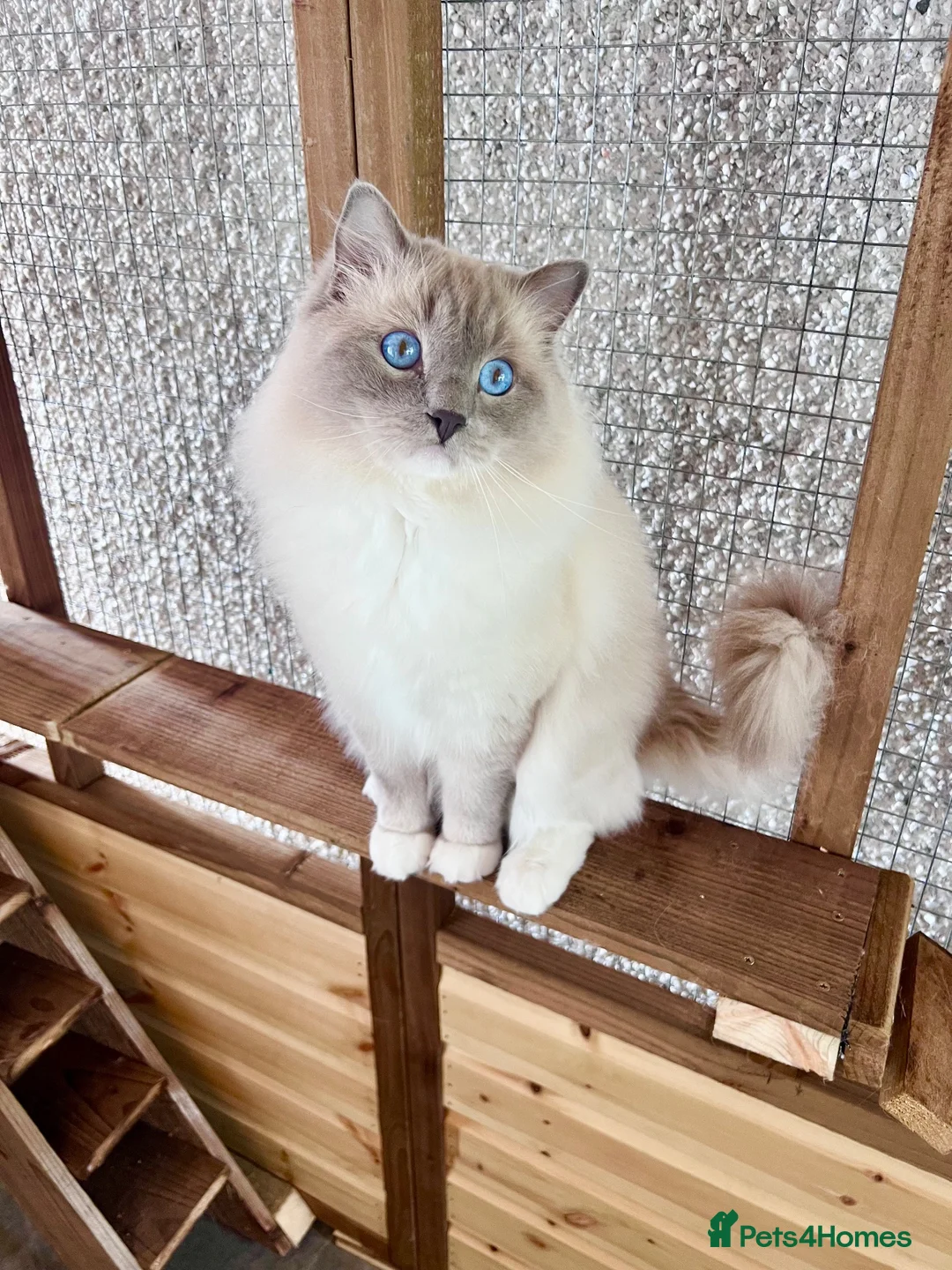 Ragdoll cats for stud: Lilac mitted Ragdoll stud proven  in Tain - Advert 1