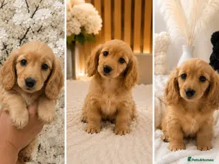 Miniature Dachshund dogs ❤️Stunning KC Reg |Ready Now | Family Raised ❤️❤️ - Advert 1