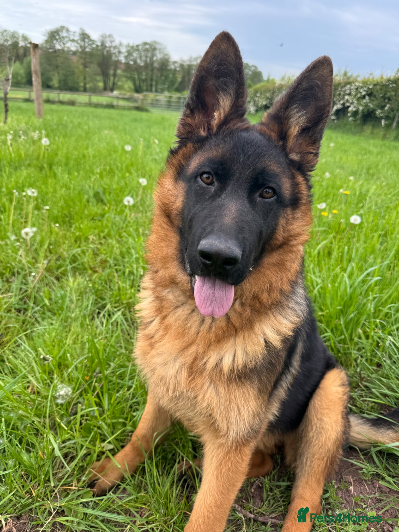 German Shepherd dogs for sale: Beautiful KC girl looking for her forever home - Advert 4