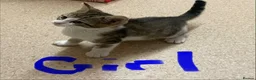 Mixed Breed cats for sale: Bengal cross kittens - Advert 14