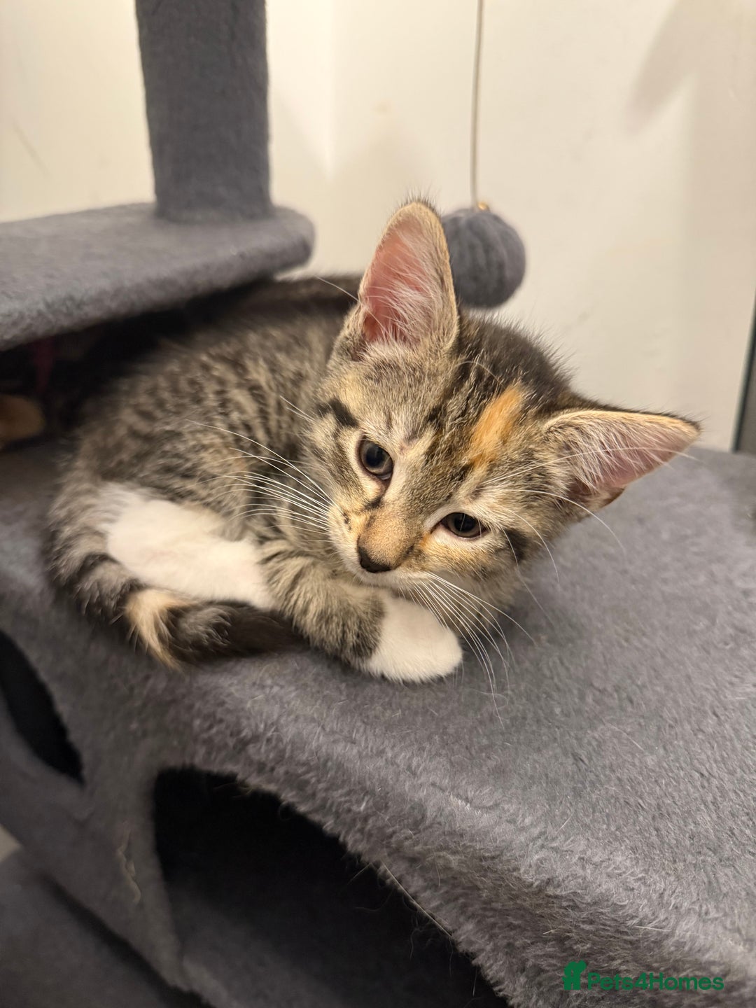 Bengal cats for sale: 3 bengal cross kittens  - Image 5