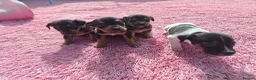 Jack Russell dogs for sale: Jack russell puppies  - Advert 2