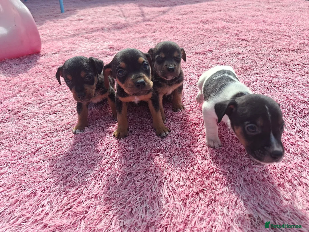 Jack Russell dogs for sale: Jack russell puppies  - Advert 2