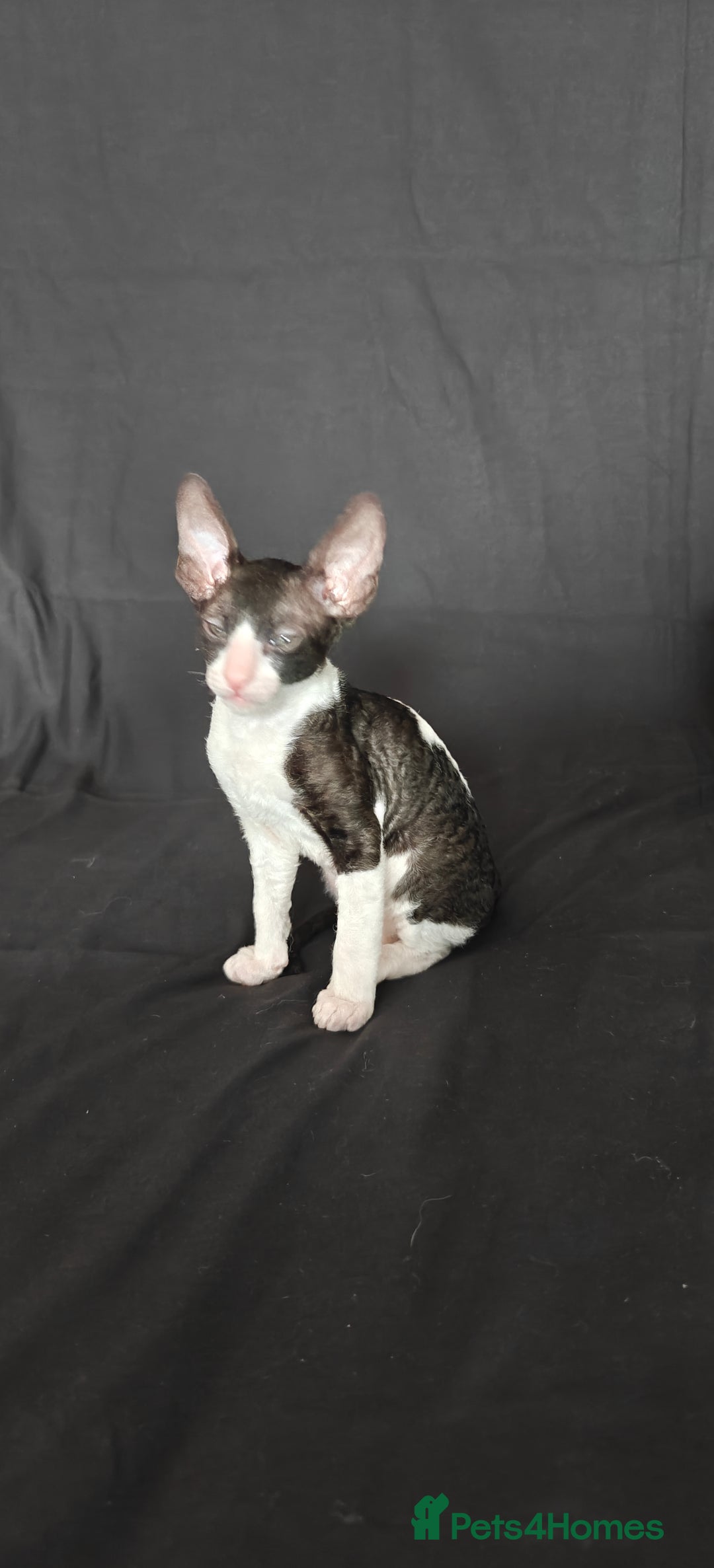 Cornish Rex cats for sale: Cornish Rex kitten  - Advert 10