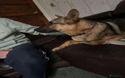 Mixed Breed dogs for adoption: KODA - 5 years old, Shepherd Mix, Boy - Image 8