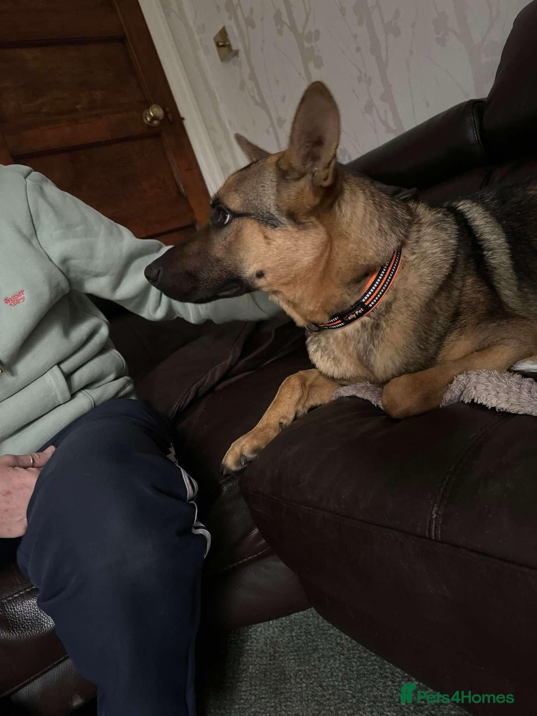 Mixed Breed dogs for adoption: KODA - 5 years old, Shepherd Mix, Boy - Image 8