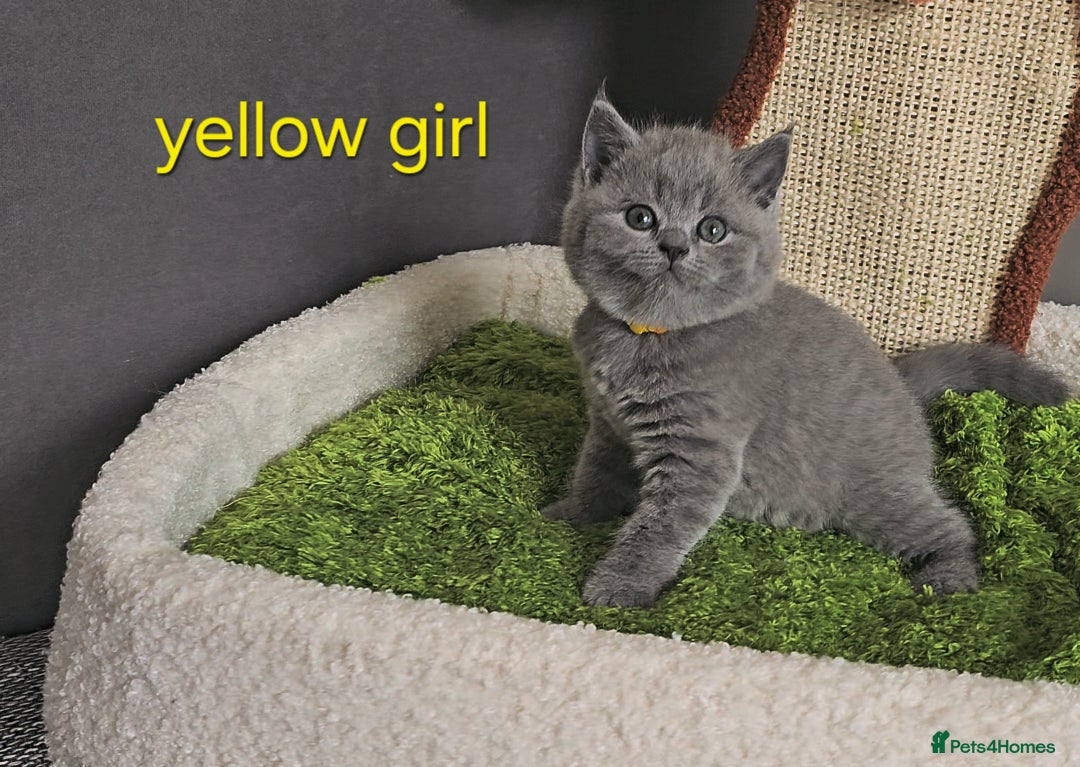 British Shorthair cats for sale: British Shorthair (last girl left) - Image 12