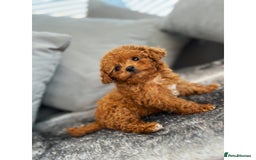 Cavapoo dogs for sale: F1B cavapoo girl  - Image 10