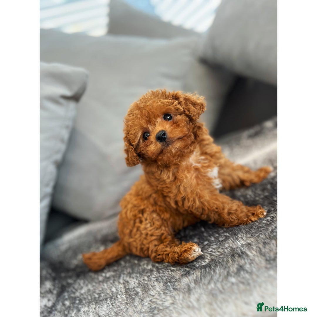 Cavapoo dogs for sale: F1B cavapoo girl  - Image 10