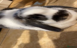 Mini Lop rabbits for sale: Two mini lops rabbits 4 sale  - Image 2