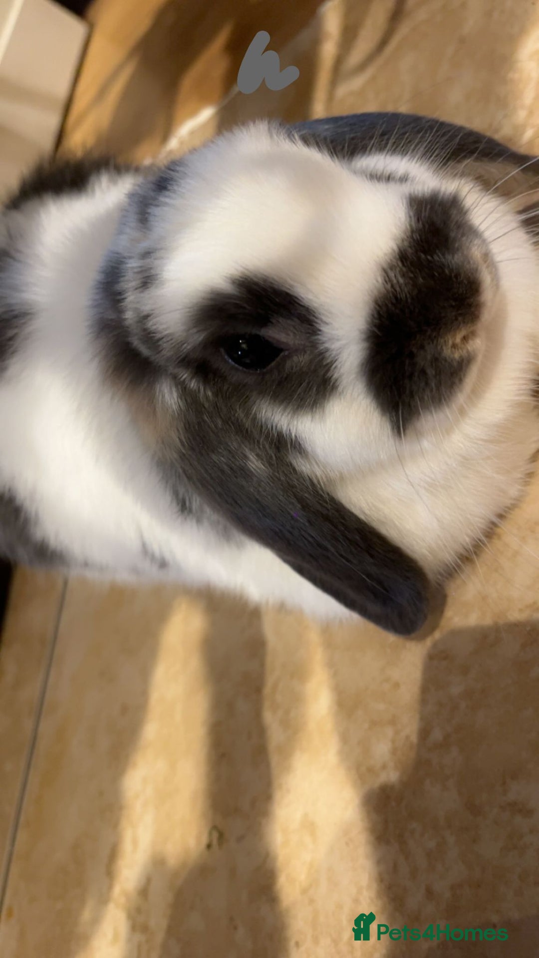 Mini Lop rabbits for sale: Two mini lops rabbits 4 sale  - Image 2