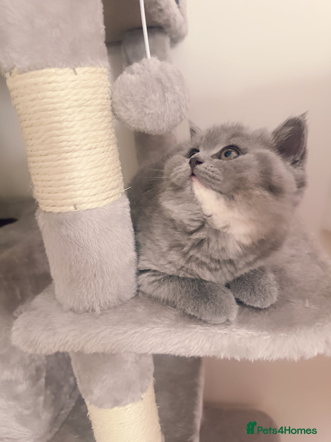 British Shorthair cats for sale: 2 female British short hair - Advert 12