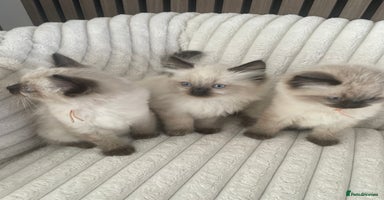 Ragdoll cats - Advert 2