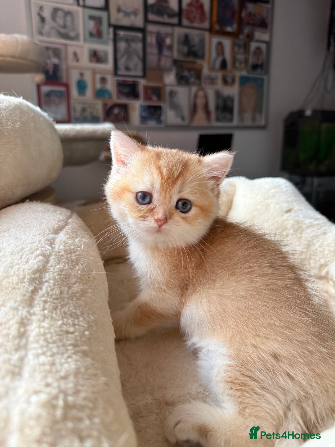 British Shorthair cats for sale: GCCF reg BSH Chocolate and Black Golden Kittens - Advert 34