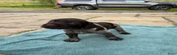 German Wirehaired Pointer dogs for sale: GWP puppies - Advert 13