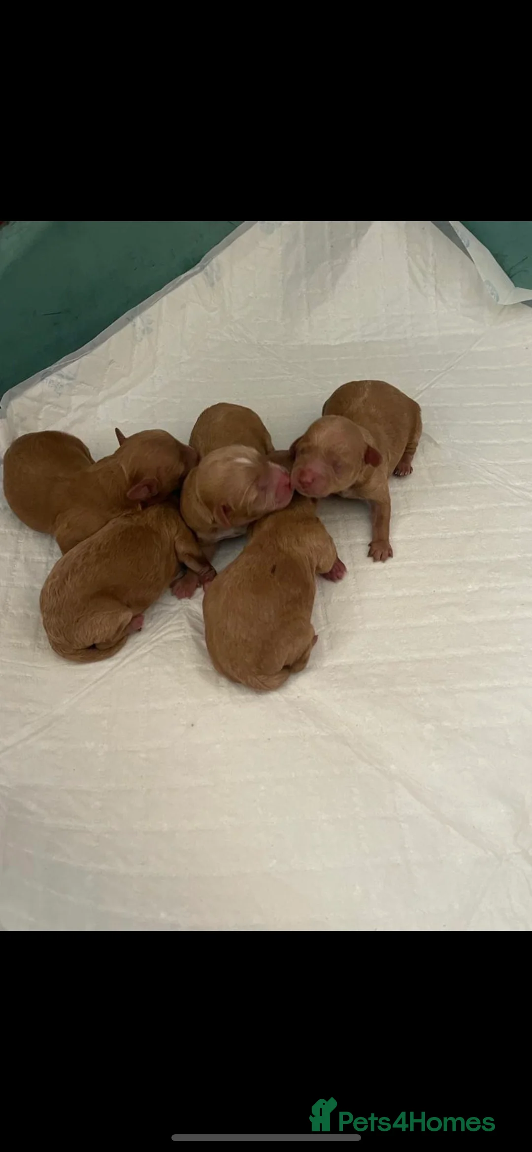 Toy Poodle dogs for stud: KC Red Toy Poodle in Cardigan - Advert 8