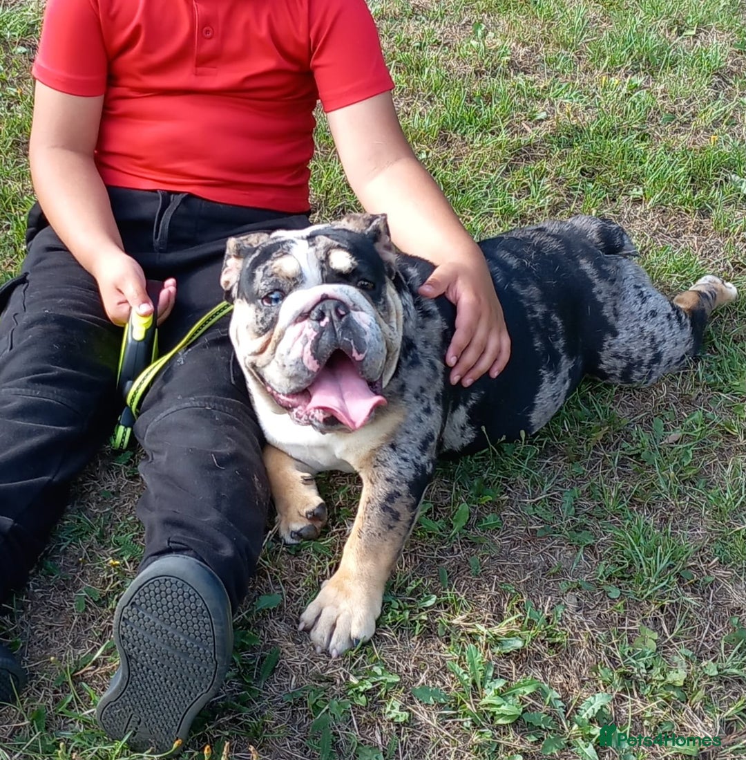 English Bulldog dogs for sale: Female British Bulldog - Image 5