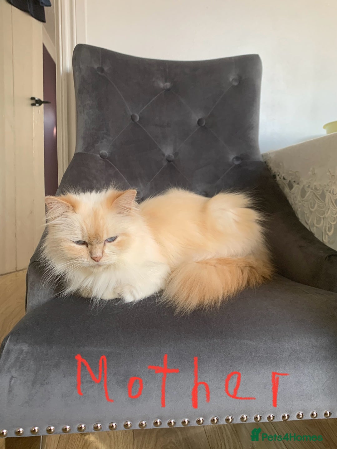 Persian cats for sale: Half Persian 3 Boys and 1 Girl  - Image 12