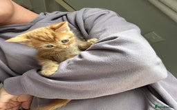 Mixed Breed cats for sale: Kittens ready for new homes  - Image 4