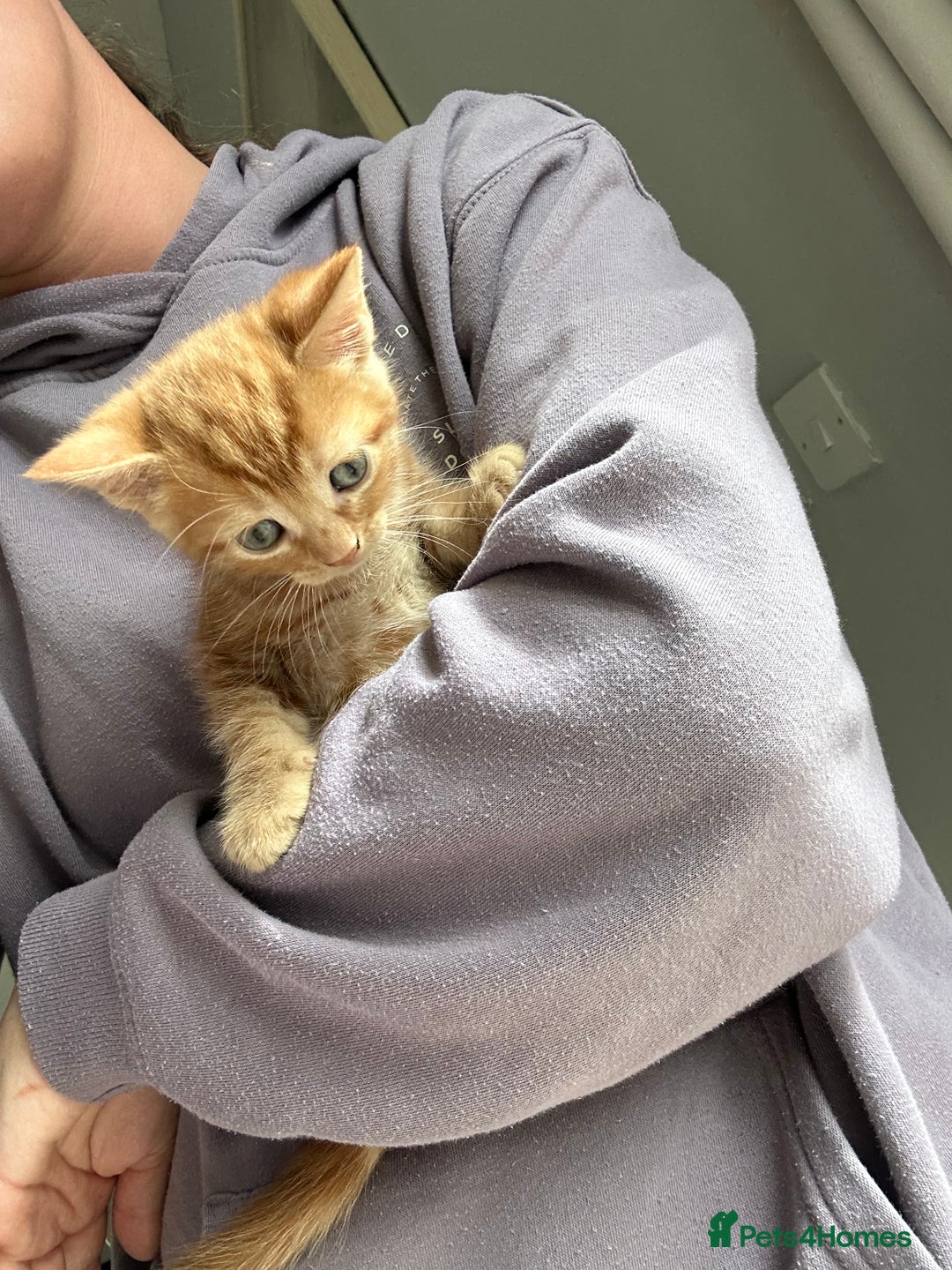 Mixed Breed cats for sale: Kittens ready for new homes  - Image 4