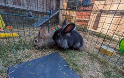 Mixed Breed rabbits for sale: 2 adorable bunnies looking for their forever home in Chigwell - Image 1