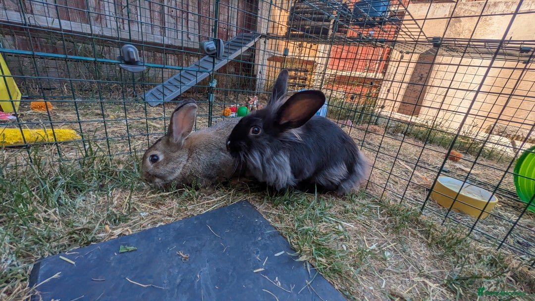 Mixed Breed rabbits for sale: 2 adorable bunnies looking for their forever home in Chigwell - Image 1