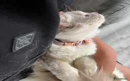 Ragdoll cats for sale: Beautiful lilac ragdoll rehome  - Image 5