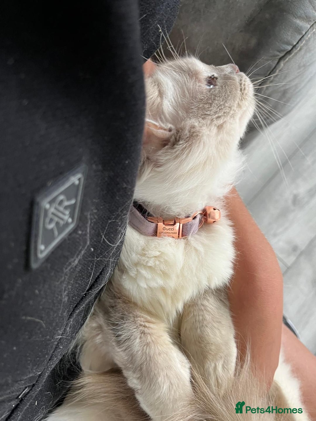 Ragdoll cats for sale: Beautiful lilac ragdoll rehome  - Image 5