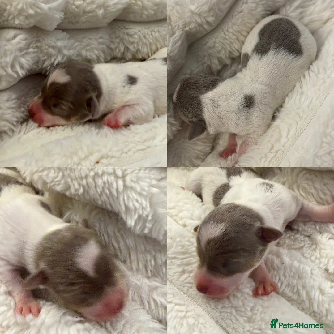 Jack Russell dogs for sale: DONJACKS - fully health tested miniature puppies  - Advert 24